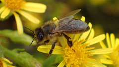 Apis mellifera
