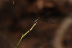 Prodasineura laidlawii