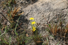 Hypoxis flanaganii