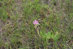 Senecio macrocephalus