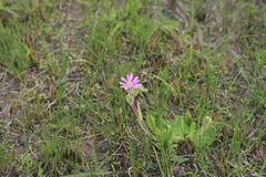 Senecio macrocephalus