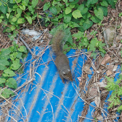 Sciurotamias davidianus