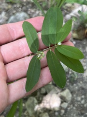 Euphorbia hypericifolia