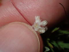Cuscuta planiflora