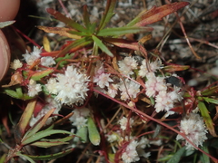 Cuscuta planiflora