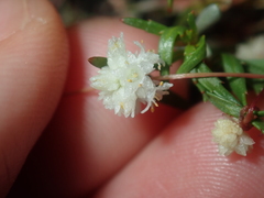 Cuscuta planiflora
