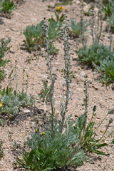 Artemisia arctica