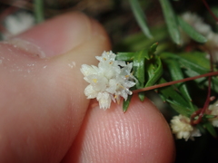 Cuscuta planiflora
