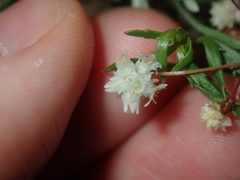Cuscuta planiflora