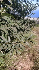 Castanea sativa image