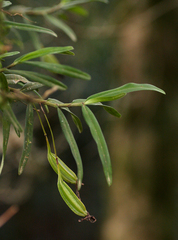 Angraecum conchiferum