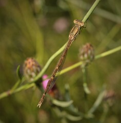 Sympecma fusca