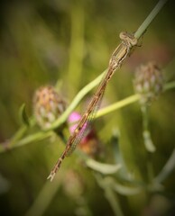 Sympecma fusca
