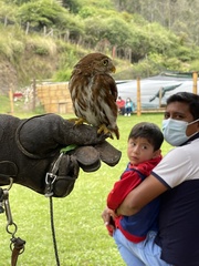 Glaucidium