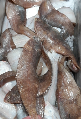 Wedge sole (Dicologlossa cuneata) — Soleidae — 3
