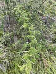 Vachellia tortuosa