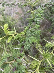 Vachellia tortuosa
