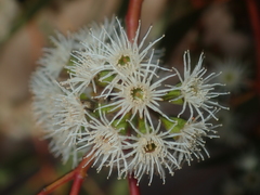 Eucalyptus loxophleba supralaevis