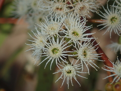 Eucalyptus loxophleba supralaevis