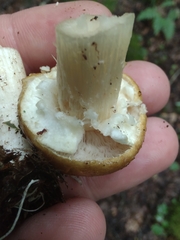 Tricholoma