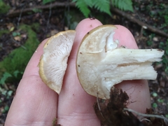 Tricholoma