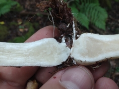 Tricholoma