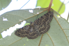 Percnia
