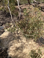 Eucalyptus loxophleba supralaevis