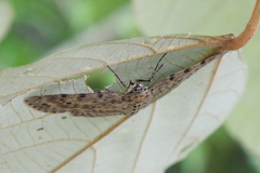 Percnia