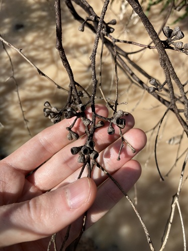 Image of Eucalyptus loxophleba by (c) Thomas Mesaglio, some rights reserved (CC BY)