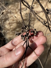 Eucalyptus loxophleba supralaevis