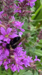 Bombus