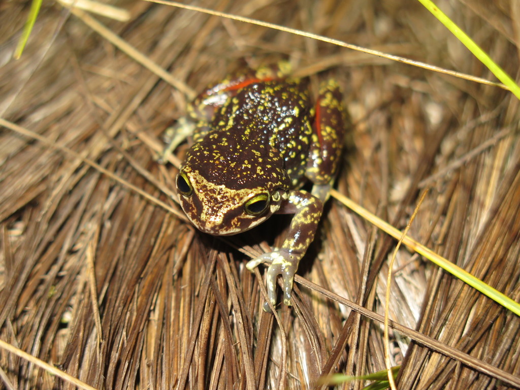 Hispaniola Cordillera Frog