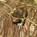 Eleutherodactylus patriciae - Photo (c) ladyherp, algunos derechos reservados (CC BY-NC)