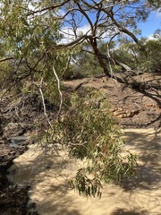 Eucalyptus loxophleba supralaevis