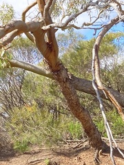 Eucalyptus loxophleba supralaevis