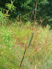 Hyles euphorbiae