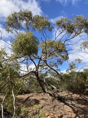 Eucalyptus loxophleba supralaevis