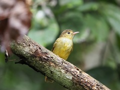 Tricholestes criniger