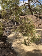 Eucalyptus loxophleba supralaevis