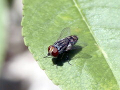 Miltogramma punctata