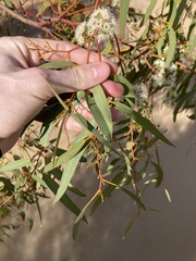 Eucalyptus loxophleba supralaevis