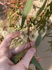 Eucalyptus loxophleba supralaevis