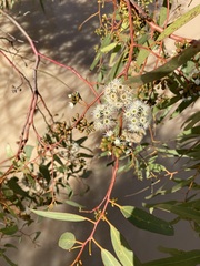 Eucalyptus loxophleba supralaevis