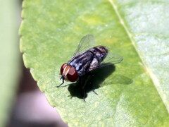 Miltogramma punctata