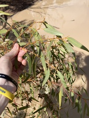 Eucalyptus loxophleba supralaevis