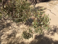 Eucalyptus loxophleba supralaevis