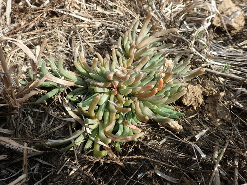 Stock Sheepfig (Delosperma floribundum)