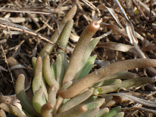 Image of Delosperma floribundum by (c) Mahomed Desai, some rights reserved (CC BY)