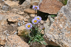 Erigeron grandiflorus